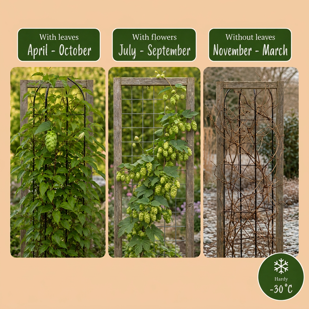 Humulus lup. Nordbrau - Noordbrouwhop 4x - Groen - Klimplant - Ø9cm - ↕35cm