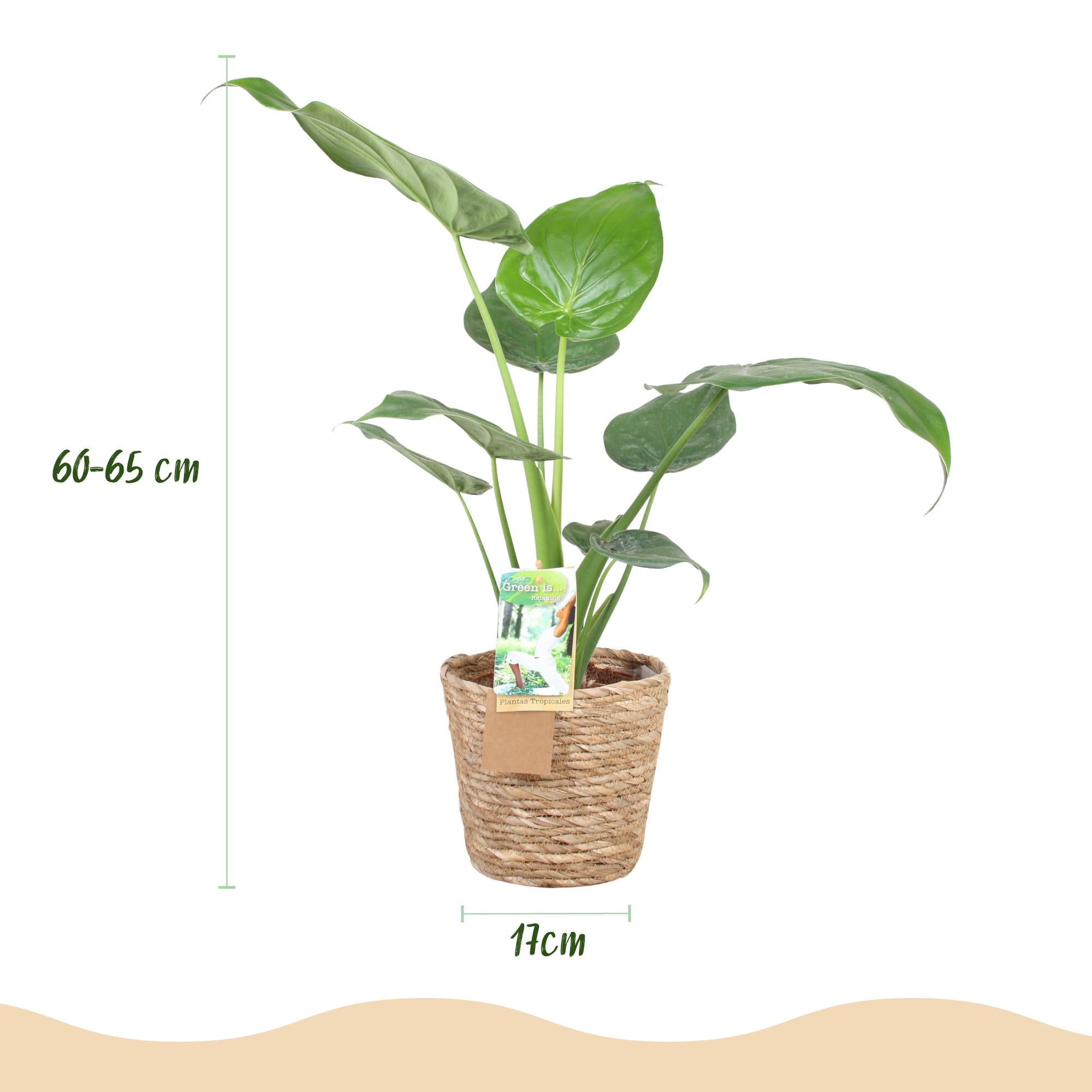 Alocasia Cucullata - Olifantsoor - met mand - Pot 17cm - Hoogte 60-65cm