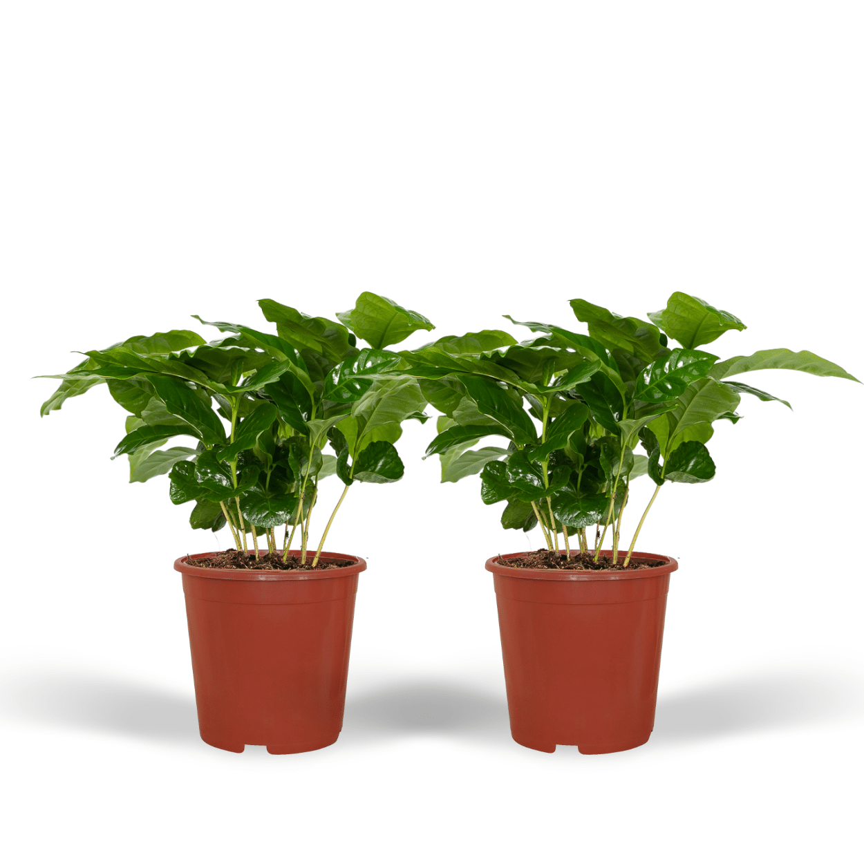 Coffea Arabica (Pianta del caffè) - 2 pezzi - Ø12cm - ↕25cm