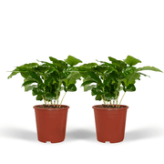 Coffea Arabica (Pianta del caffè) - 2 pezzi - Ø12cm - ↕25cm