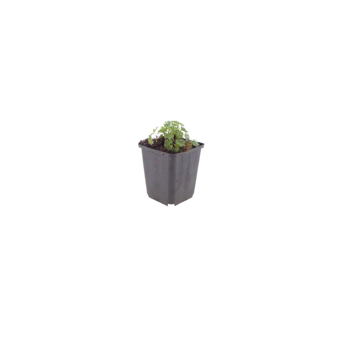 60x Geranium cin. 'Ballerina' - ↕10-25cm - Ø9cm