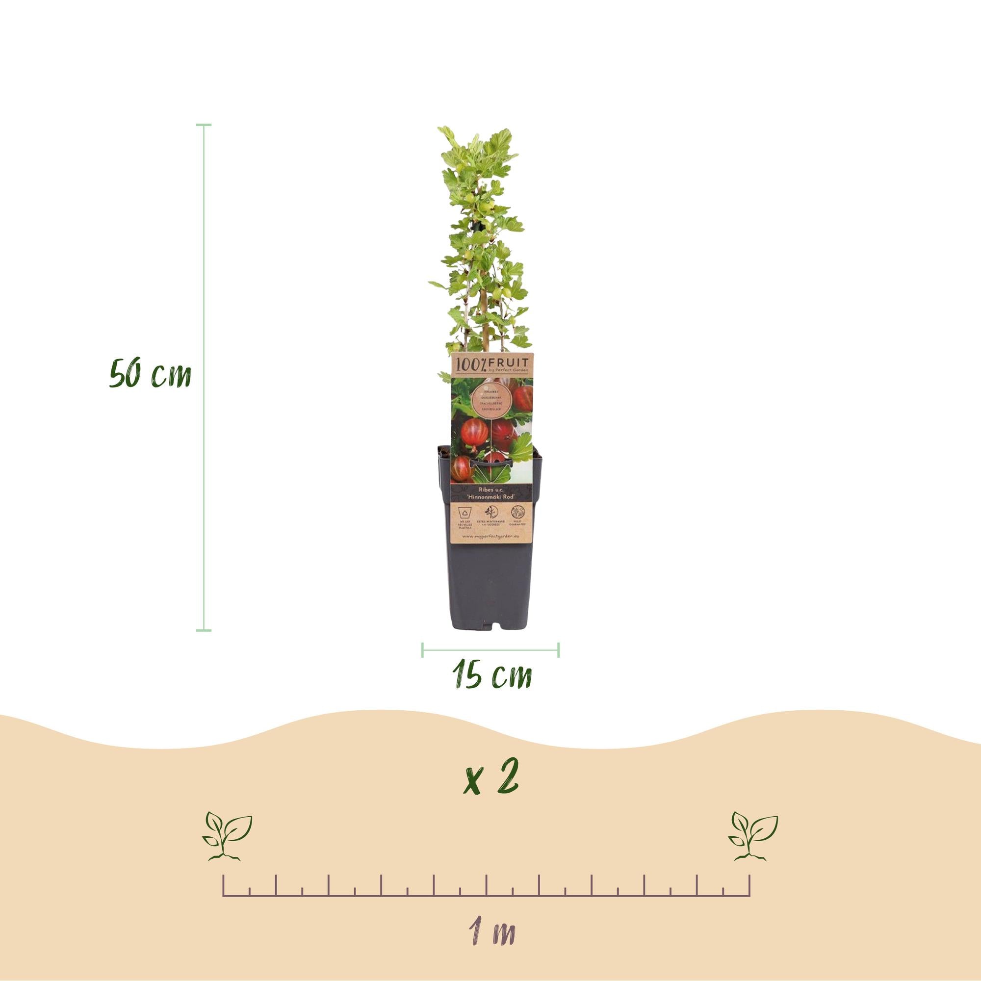 Ribes uva-crispa Hinnonmäki Röd - Kruisbes - Winterhard - Rode Bes - 2 Planten - Pot 15cm - Hoogte 50cm