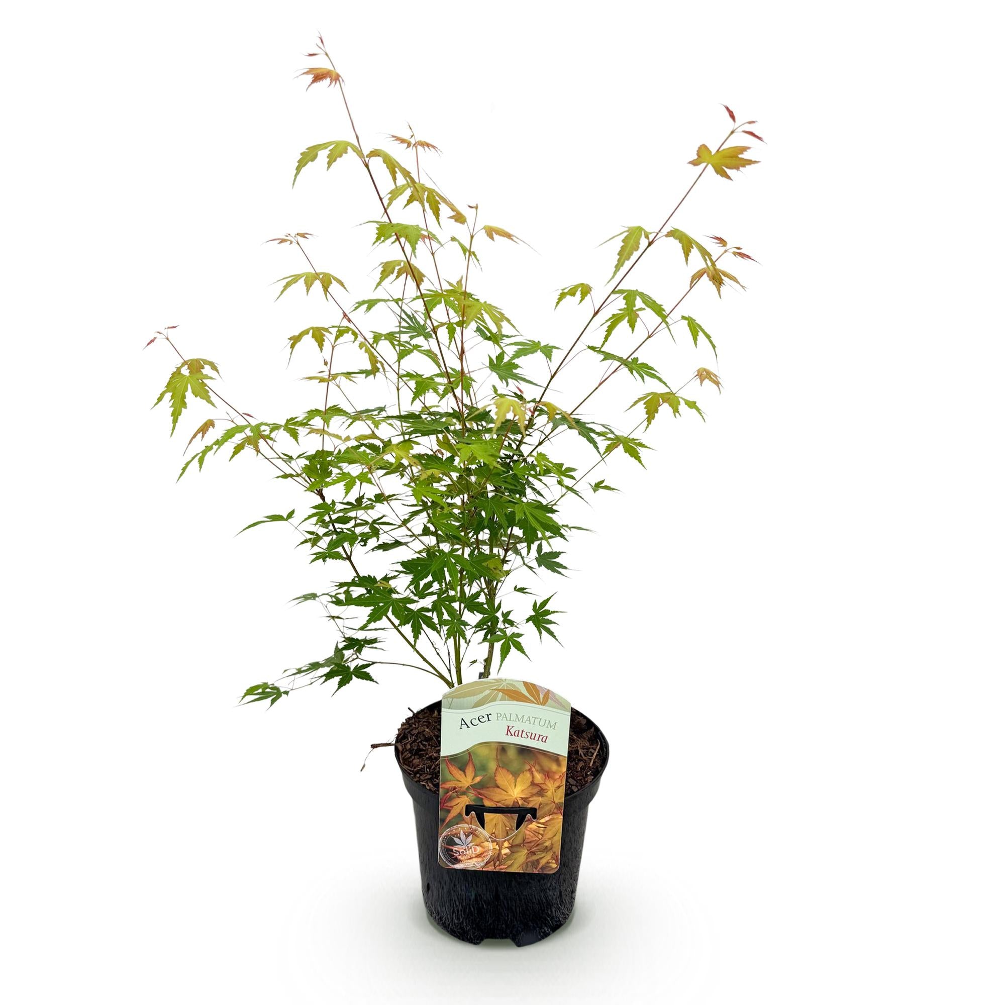 Green boutiQ – Terrassenpflanze – Japanischer Ahorn (Acer palmatum Katsura) – Orange – 1 Pflanze – Laubabwerfend – Topf: 19 cm, Höhe: 70 cm