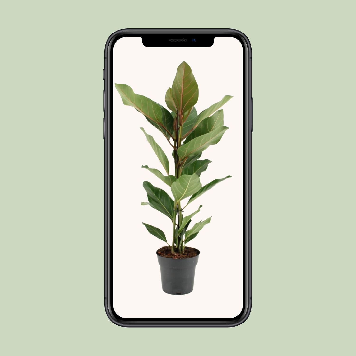 Ficus benghalensis Joy - Ø17cm - ↕65cm