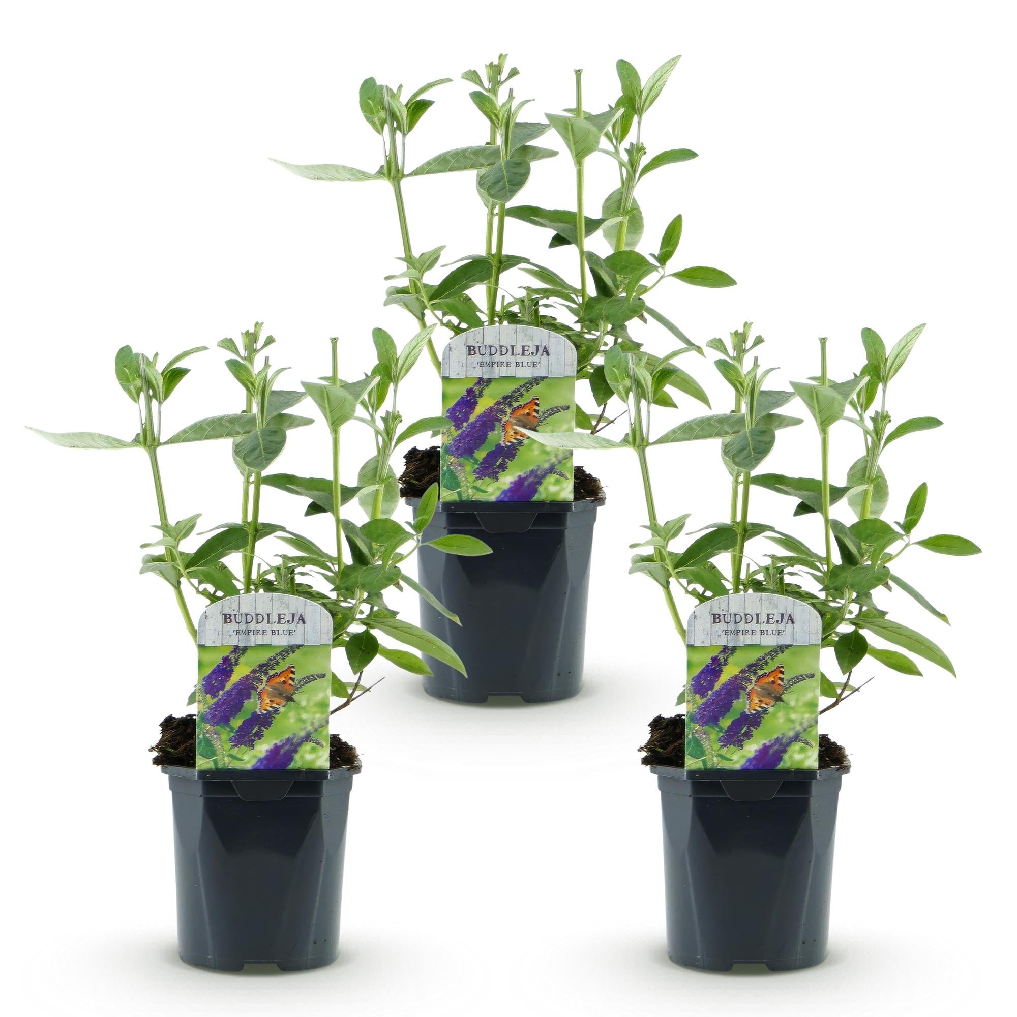 Buddleja davidii Empire Blue - Vlinderstruik - Winterhard - Blauw - 3 Planten - Pot 17cm - Hoogte 45cm
