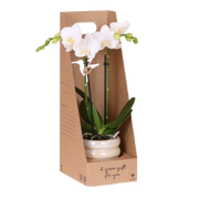 Kolibri Orchids | Witte Phalaenopsis Orchidee - Mineral Amabilis in Glow Travertine Sierpot met Giftbox - Ø9 cm