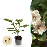 Magnolia sieboldii - Bloem Wit-Rood - 3 Planten - Bladverliezend - Weinig Onderhoud -Pot 12cm Hoogte 30cm