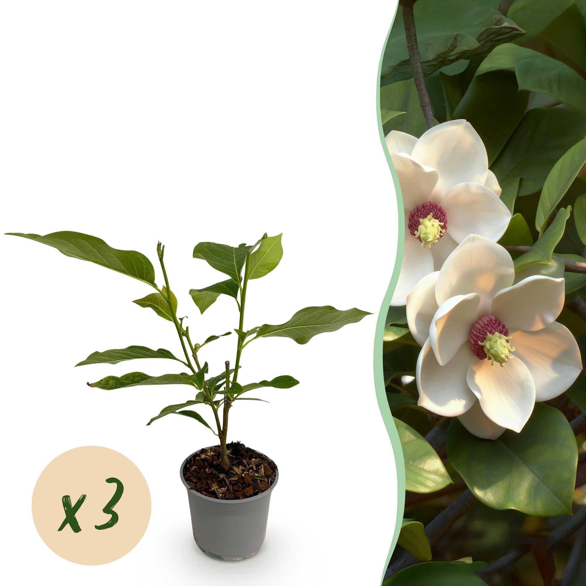 Magnolia sieboldii - Bloem Wit-Rood - 3 Planten - Bladverliezend - Weinig Onderhoud -Pot 12cm Hoogte 30cm
