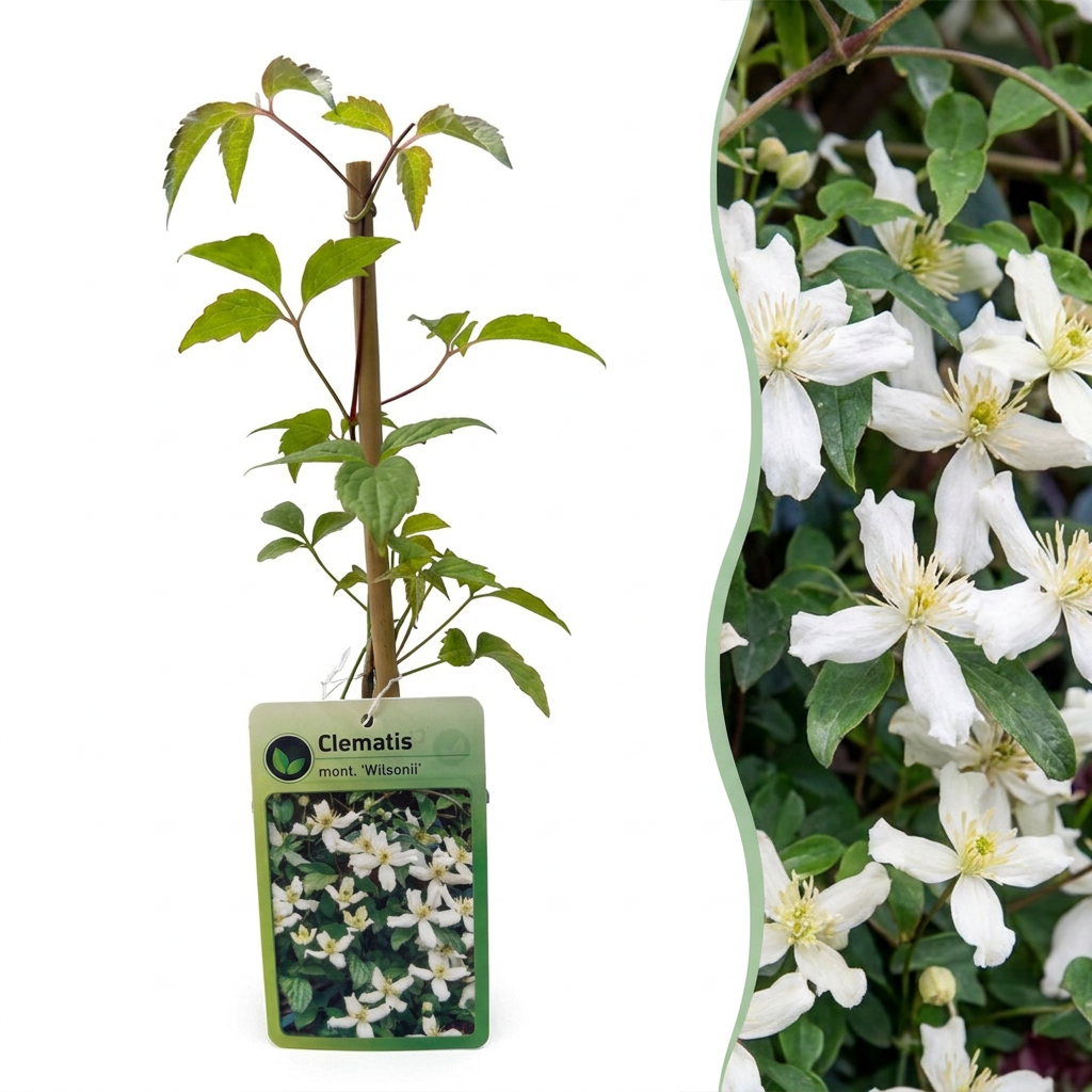 Clematis mont. 'Wilsonii' - Bergclematis 6x - Wit - Klimplant - Ø9cm - ↕35cm