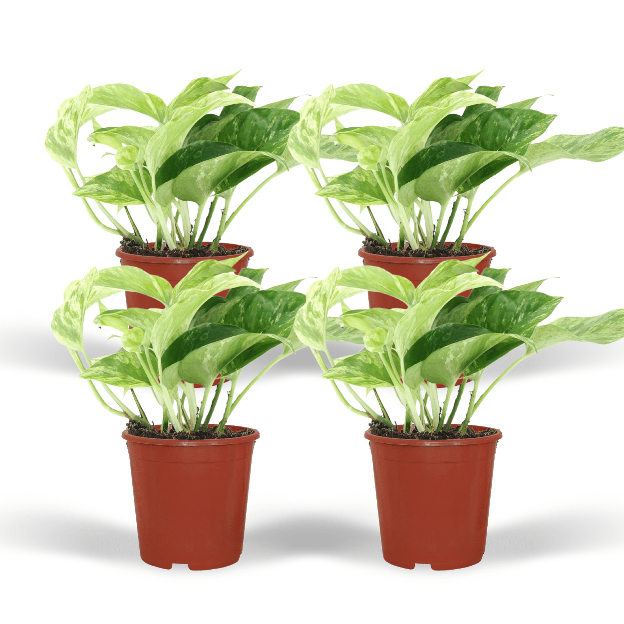 Epipremnum Marble Queen – 4 Stück – Ø 12 cm – ↕ 15 cm