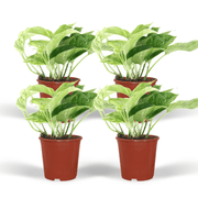 Epipremnum Marble Queen – 4 Stück – Ø 12 cm – ↕ 15 cm