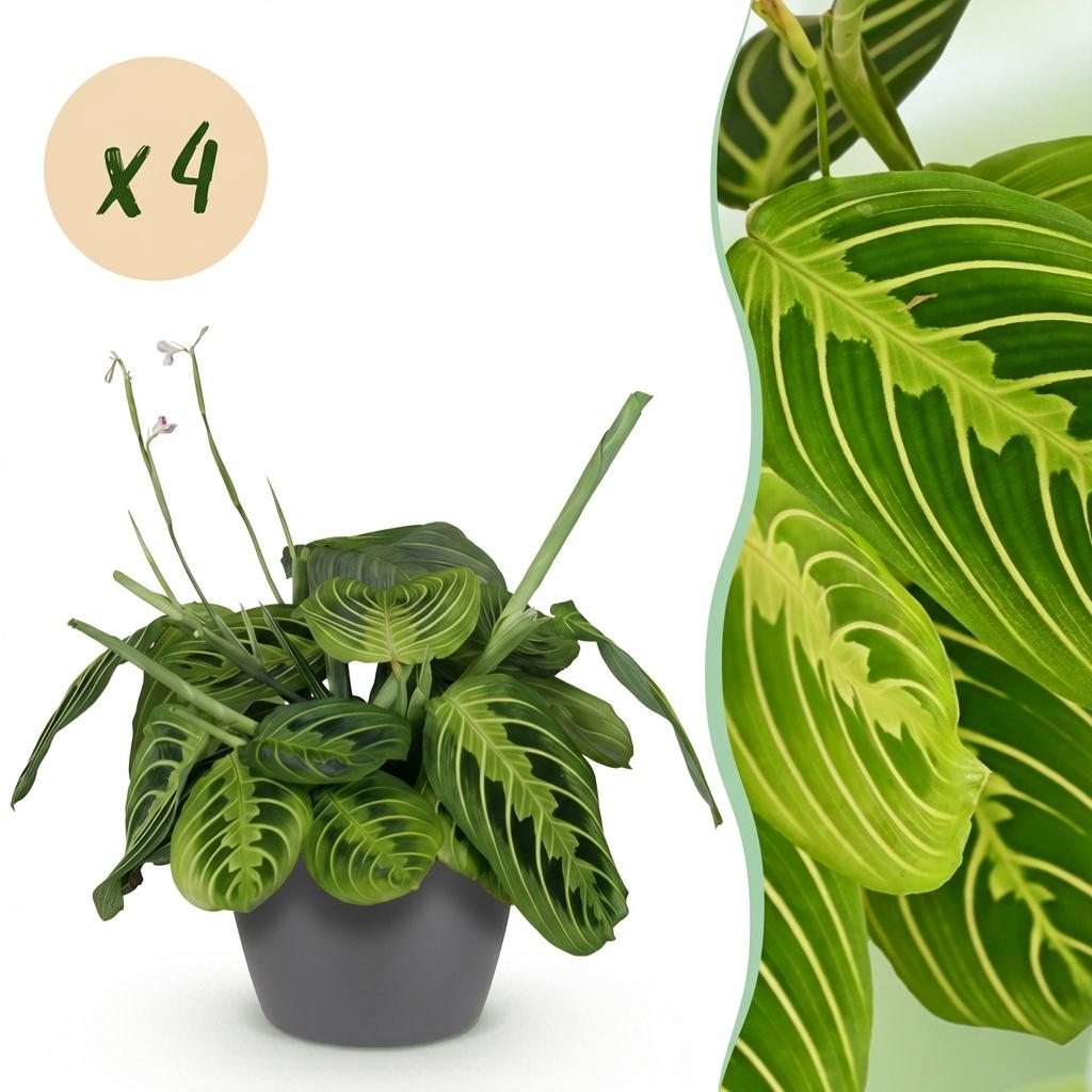 Maranta Fascinator Lemon Lime - Gebedsplant - 4 Planten - met Potter Grijs - Pot 12cm - Hoogte 25cm