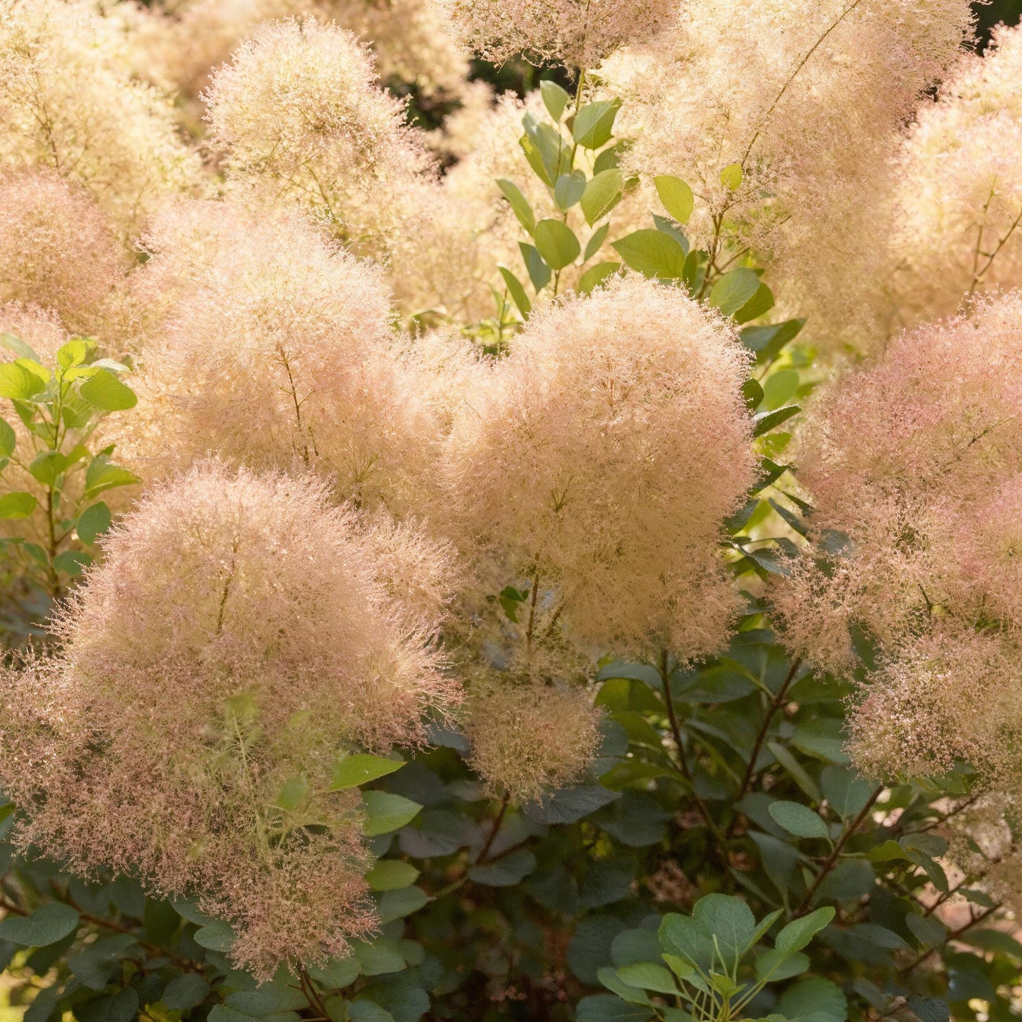 Cotinus coggyria Young Lady - Groen 3 Planten - Bladverliezend - Weinig Onderhoud - Pot 12cm Hoogte 35cm