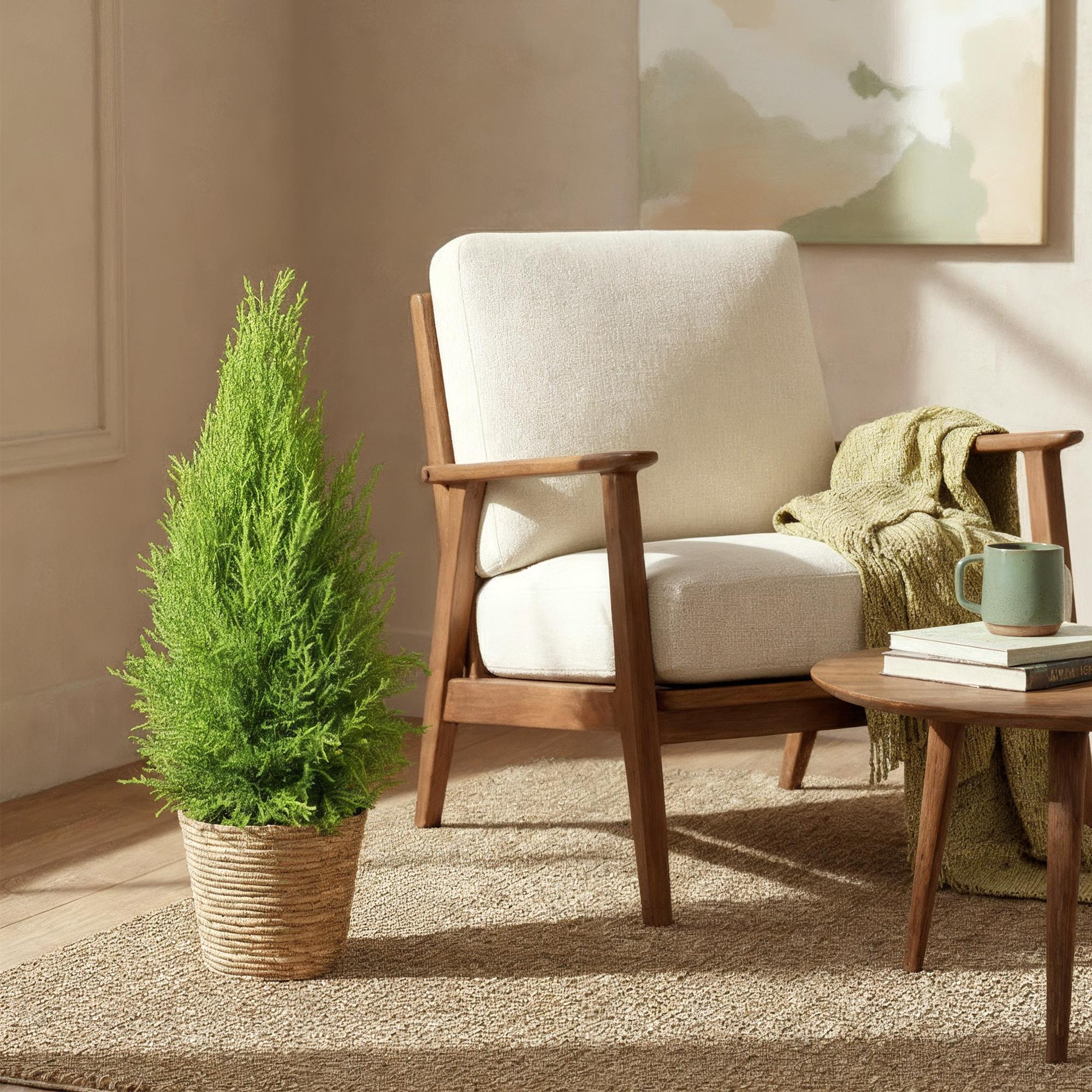 Cupressus Gold Crest Wilma - Kamer conifeer - Weinig onderhoud - met mand - Groen - 1 Plant - Pot 21cm - Hoogte 85-95cm