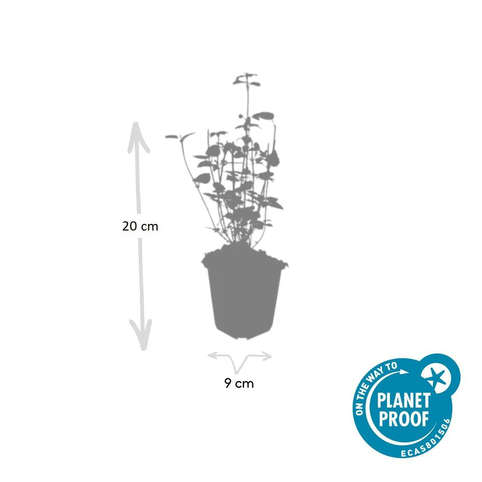 60 Agastache 'Black Adder' - ↕10-25cm - Ø9cm