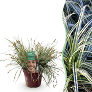 Carex oshimensis Everest - Wit en Groen - 1 Plant - Groenblijvend - Winterhard - Pot 17cm Hoogte 50cm