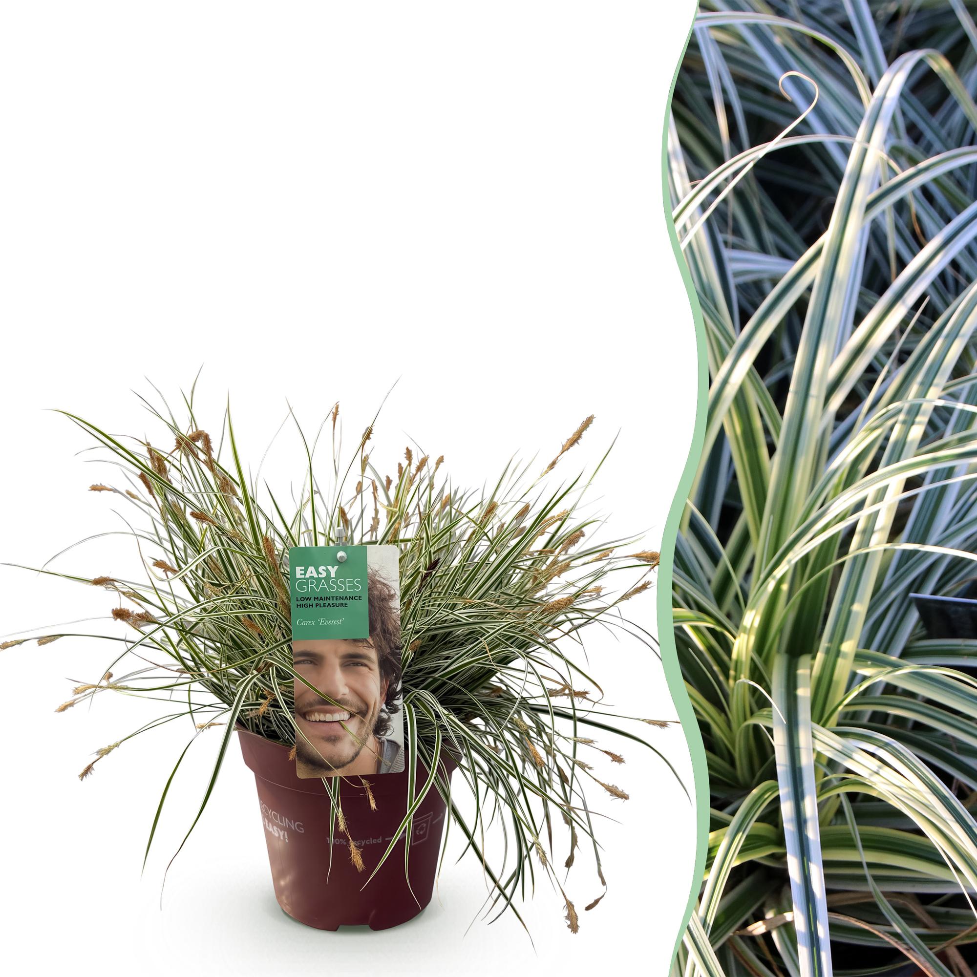 Carex oshimensis Everest - Wit en Groen - 1 Plant - Groenblijvend - Winterhard - Pot 17cm Hoogte 50cm
