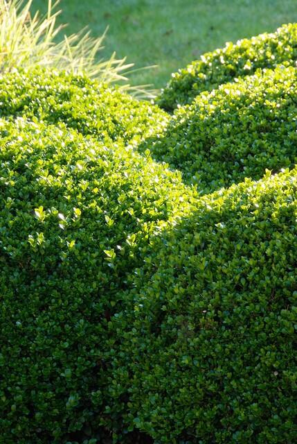 6x Buxus Sempervirens - ↕10-25cm - Ø9cm