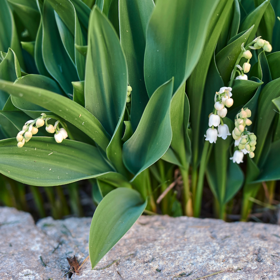 48x Convallaria majalis - ↕10-25cm - Ø9cm