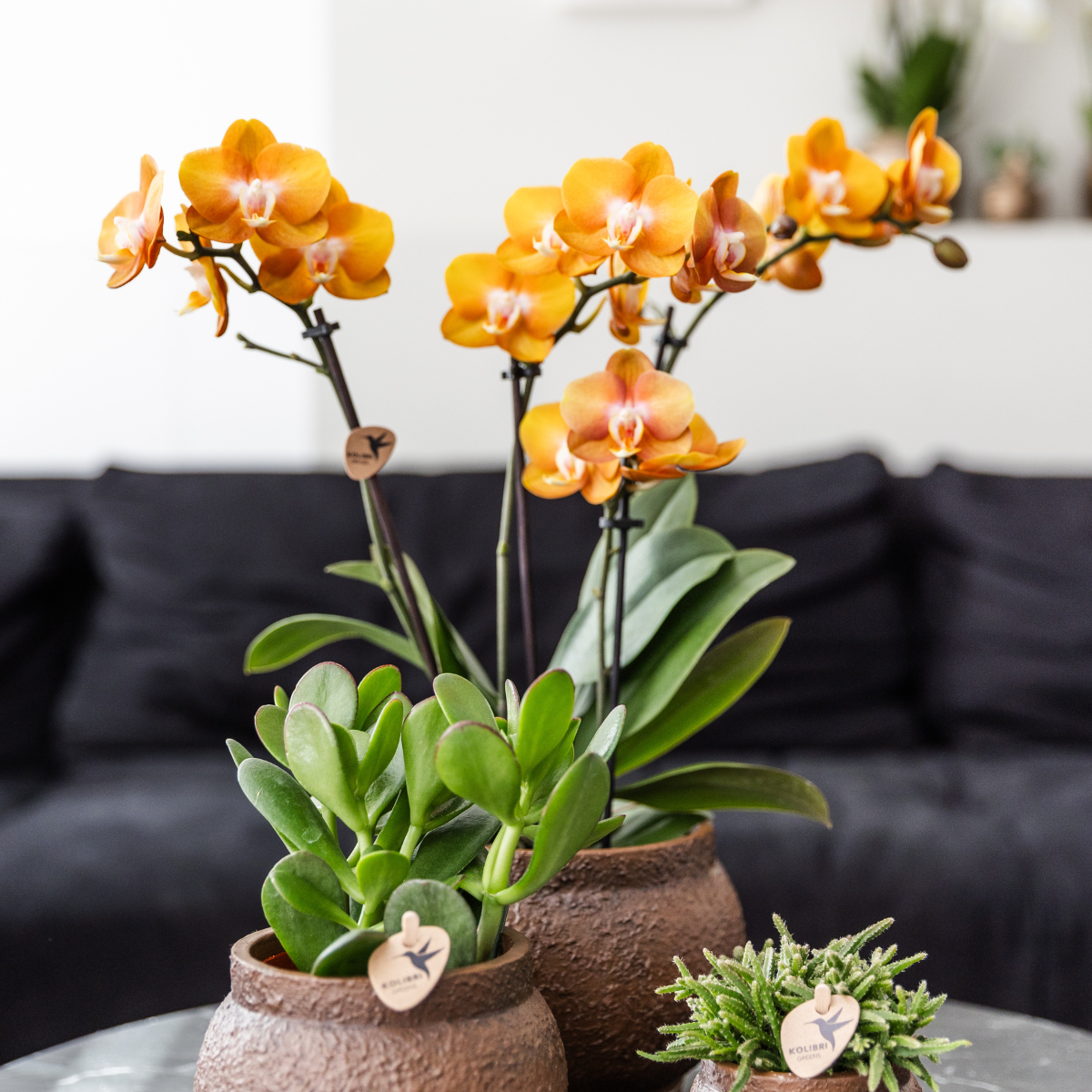 Kolibri Orchids | OFERTA COMBINADA de 4 orquídeas Phalaenopsis - Las Vegas - maceta de 12 cm de diámetro | planta de interior con flor - recién cultivada