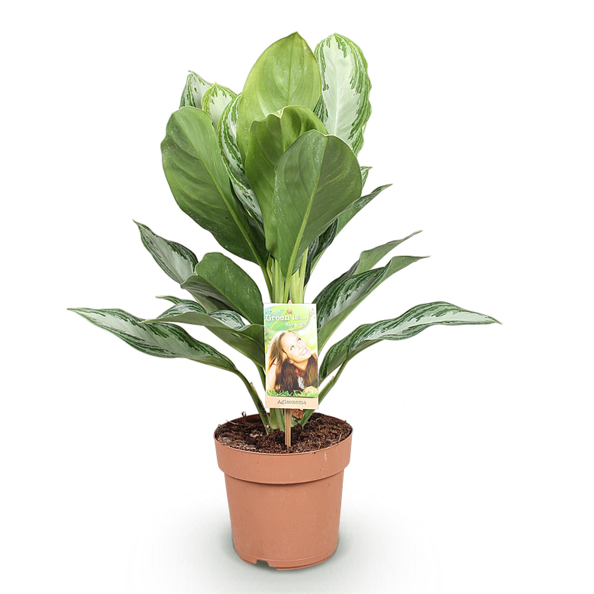 Aglaonema Silver Bay - Zilverblad - Weinig onderhoud - Groen - 1 Plant - Pot 17cm - Hoogte 70-75cm