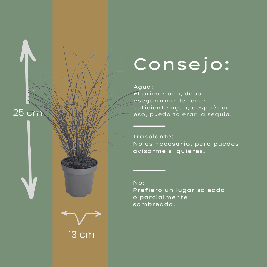 6x Miscanthus sinensis ‘Gracillimus’ – Elegant prachtriet met sierlijk overhangend blad | Potmaat 12 cm