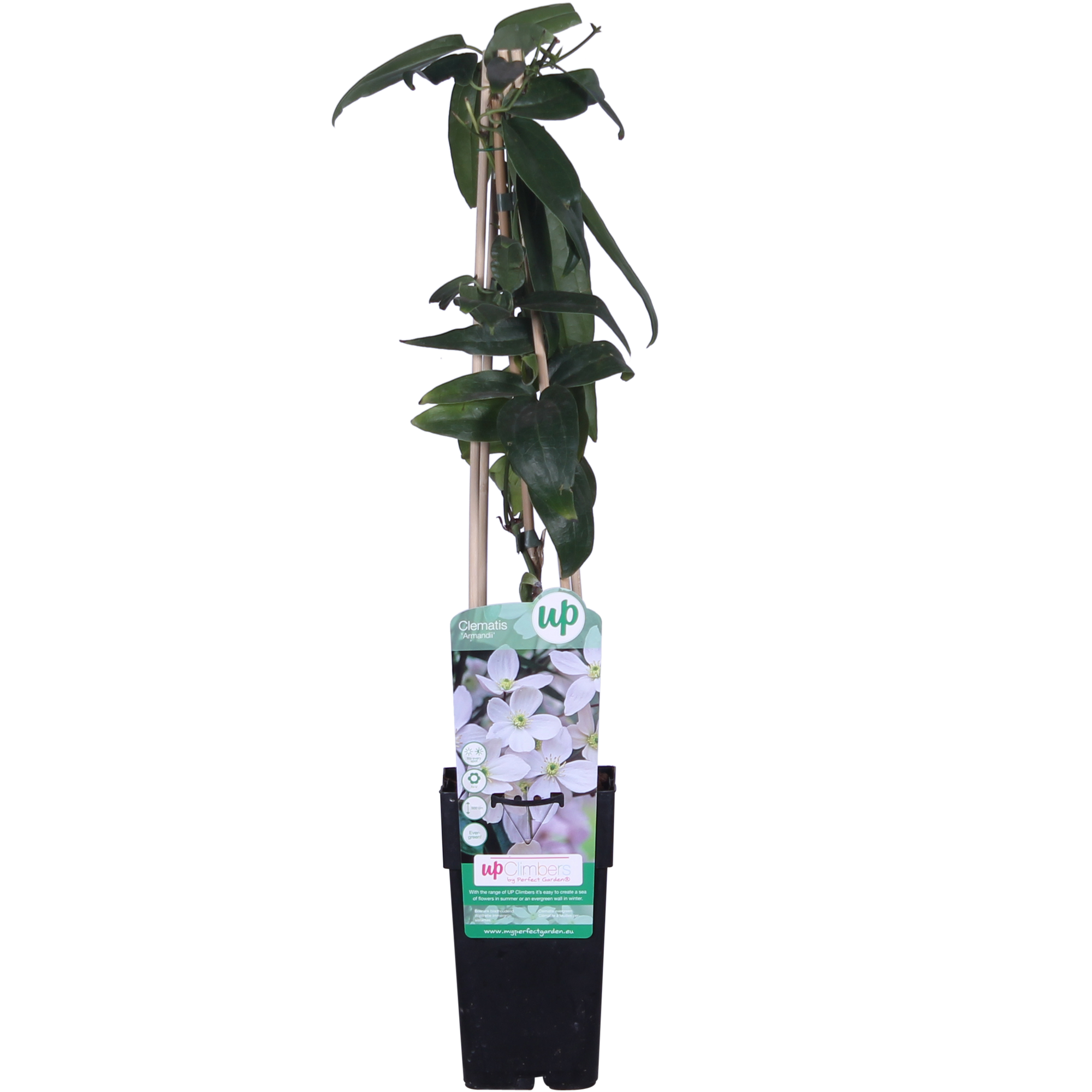 Clématite armandii - Clématite persistante blanche - Ø15cm - ↕65cm