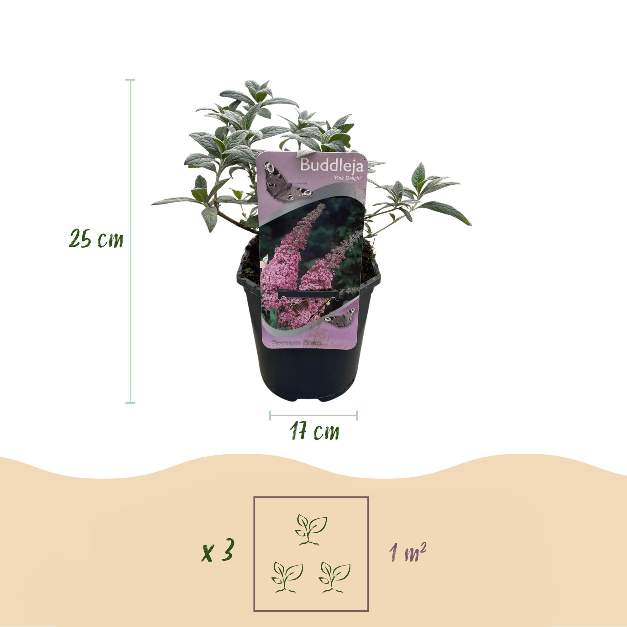 Green boutiQ - Buddleja davidii - Pink Delight - Fiore rosa - 1 pianta - Decidua - Attrattiva per farfalle - Vaso 17 cm Altezza 25 cm