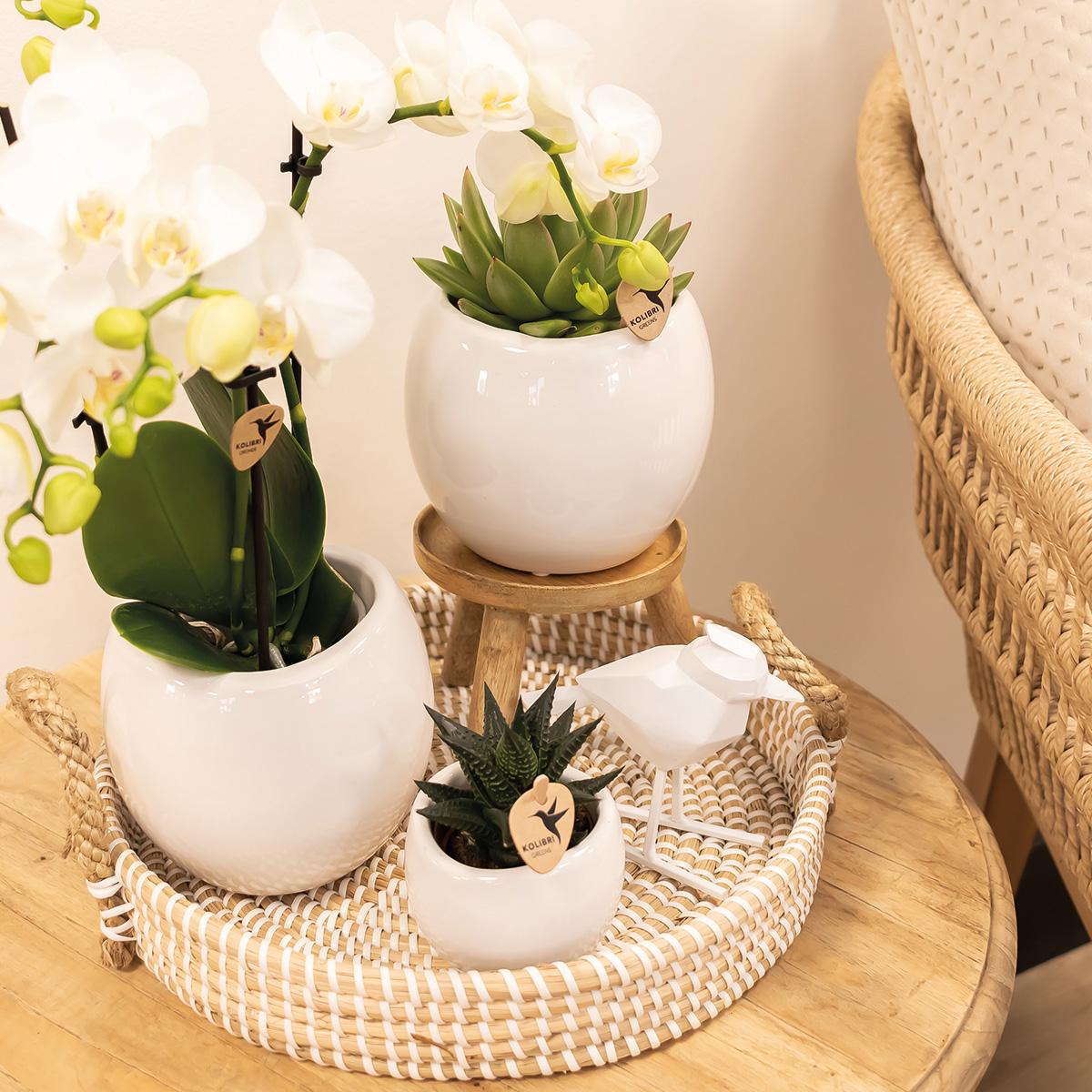 Kolibri Home | Bowl flowerpot - White ceramic decorative pot - pot size Ø9cm