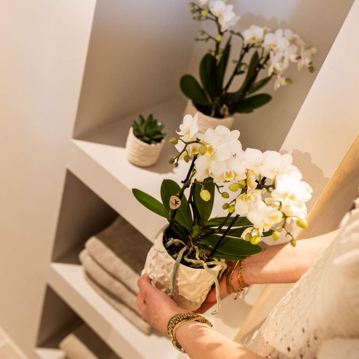 Kolibri Home | Dekorativer Seestern-Übertopf – Cremeweiß – Ø 9 cm