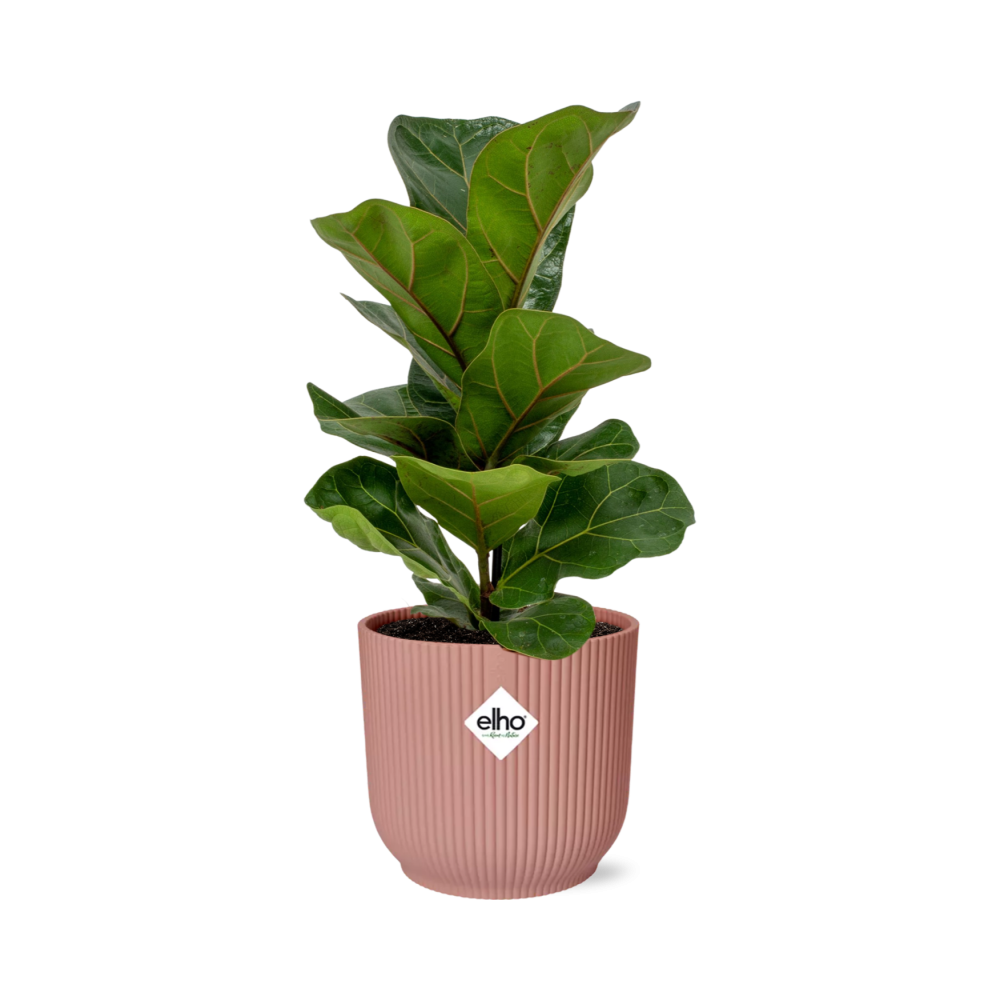Ficus lyrata 'Bambino' en pot ELHO Vibes Fold 14 cm rose