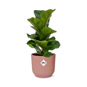 Ficus lyrata 'Bambino' en pot ELHO Vibes Fold 14 cm rose