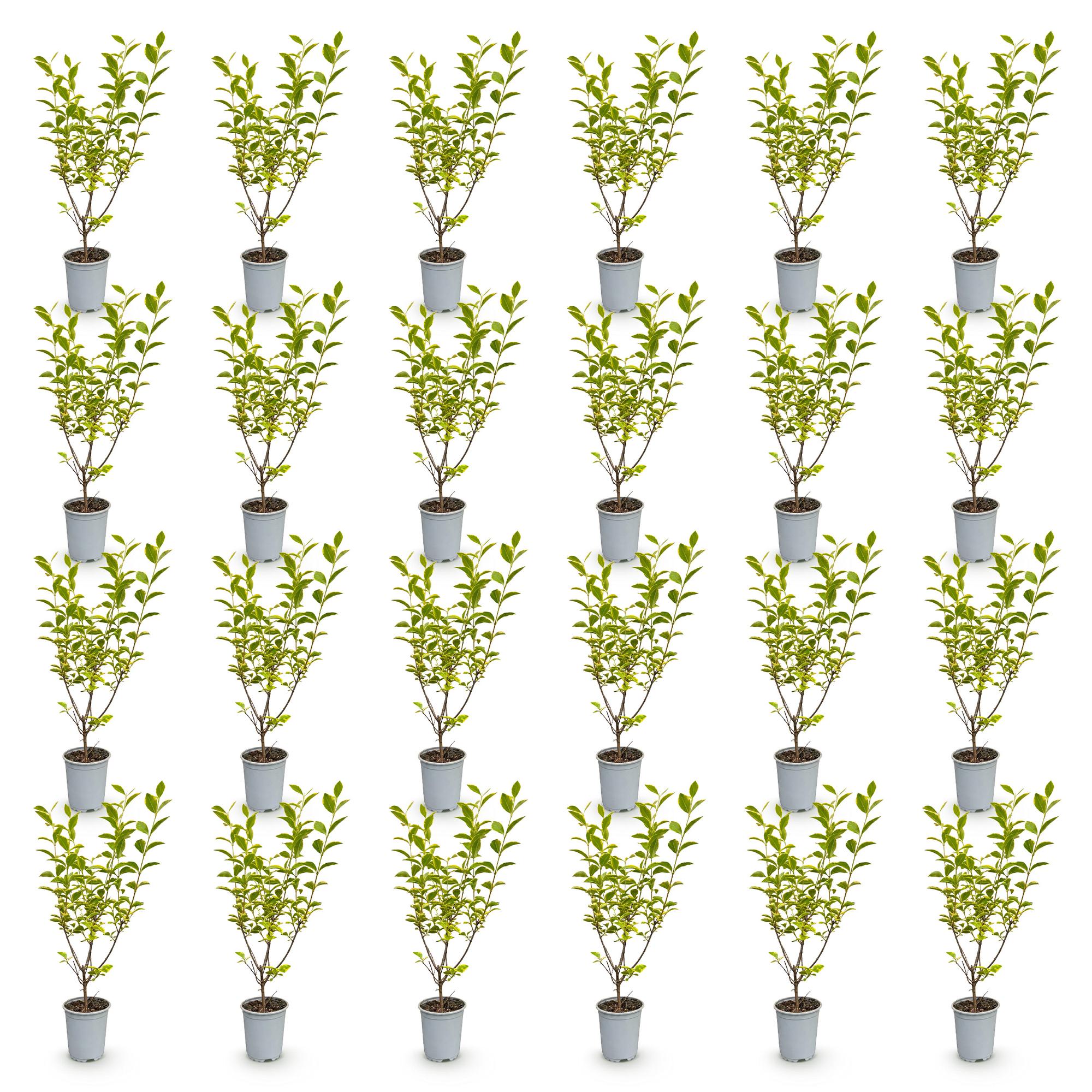 Ligustrum ovalifolium Aureum - Bontbladige Liguster 24x - Haagplanten - Groenblijvend - Bont - Pot 9cm - Hoogte 35-45cm