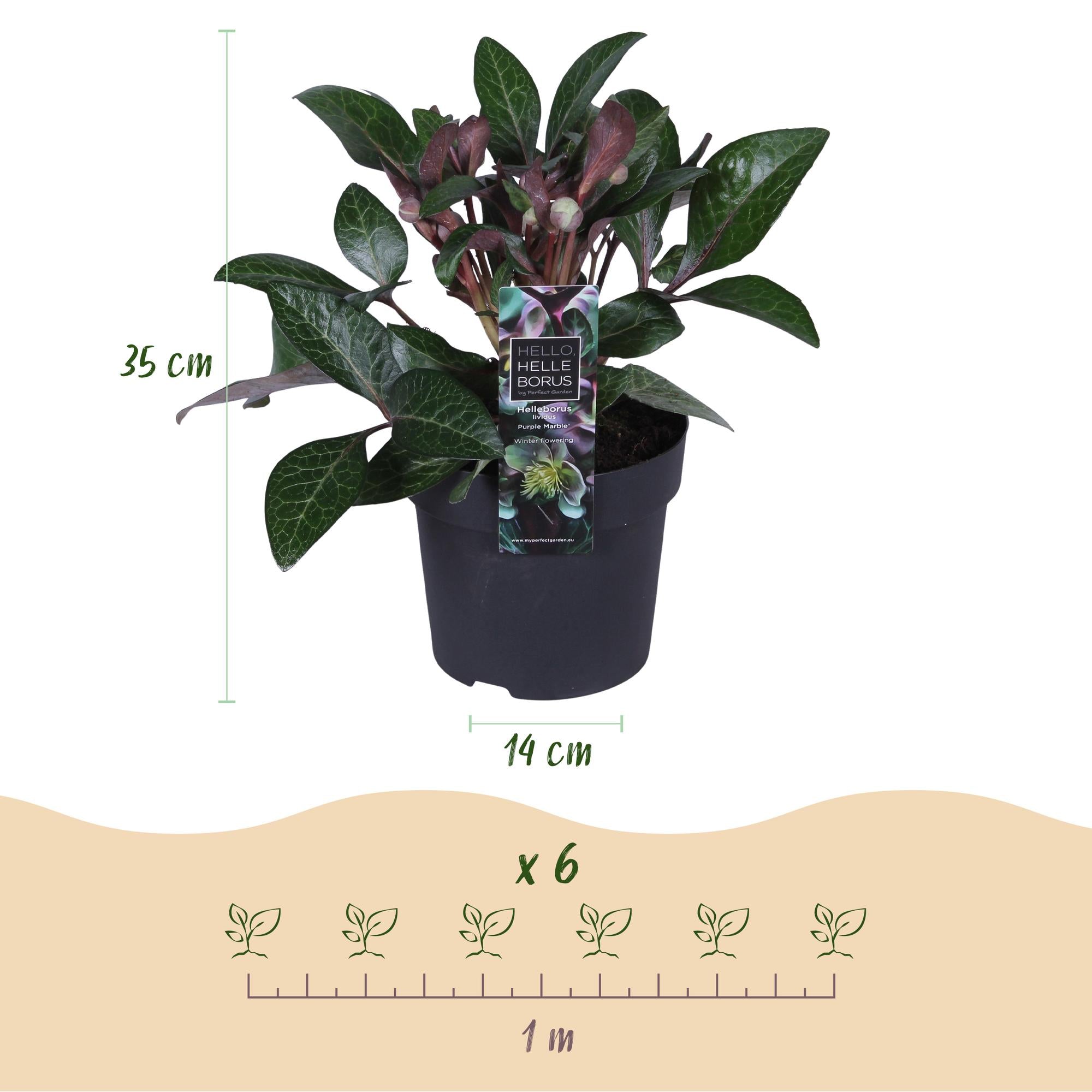 Lenten Rose - Helleborus lividus Purple Marble - Paarse Bloem -1 Plant - Groenblijvend - Pot 14cm Hoogte 35cm