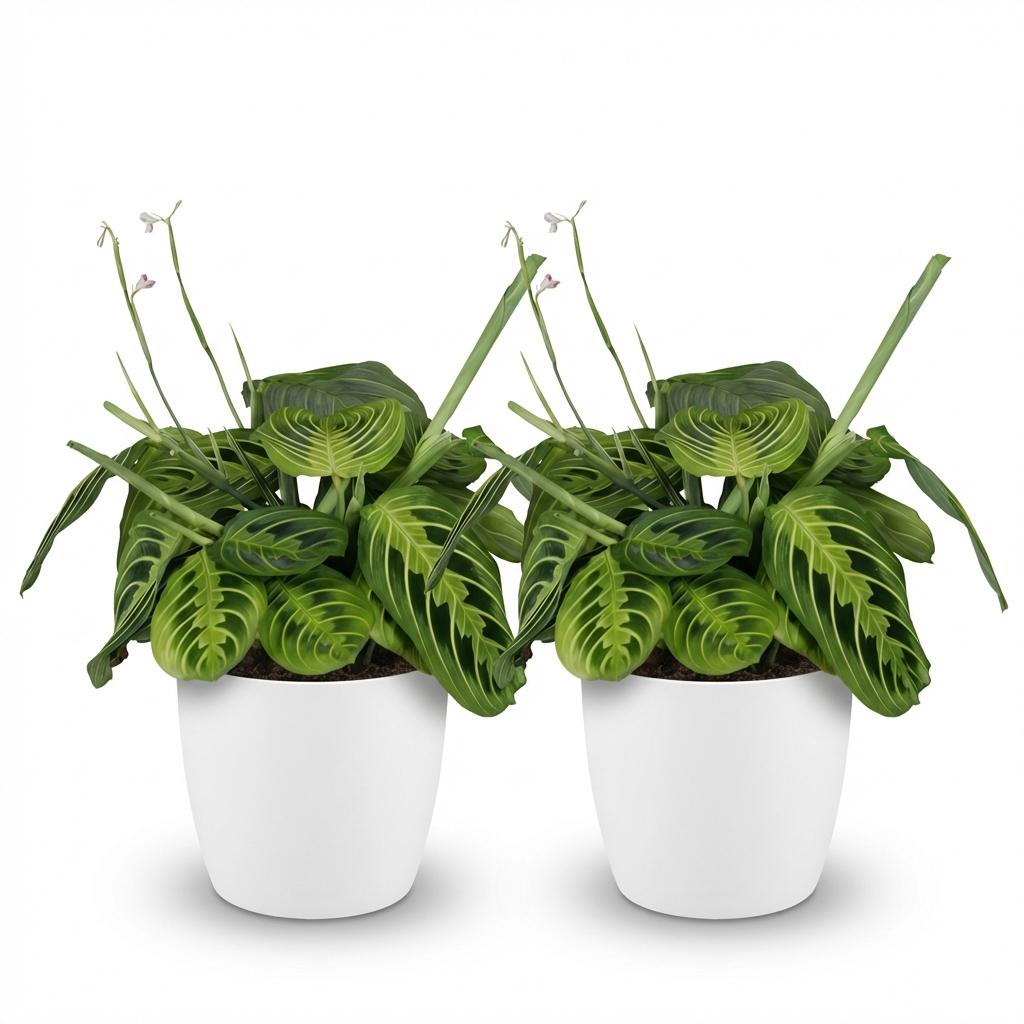 Maranta Fascinator Lemon Lime - Gebedsplant - 2 Planten - met Potter Wit - Pot 12cm - Hoogte 25cm