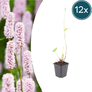 12x Persicaria bistorta - ↕10-25cm - Ø9cm