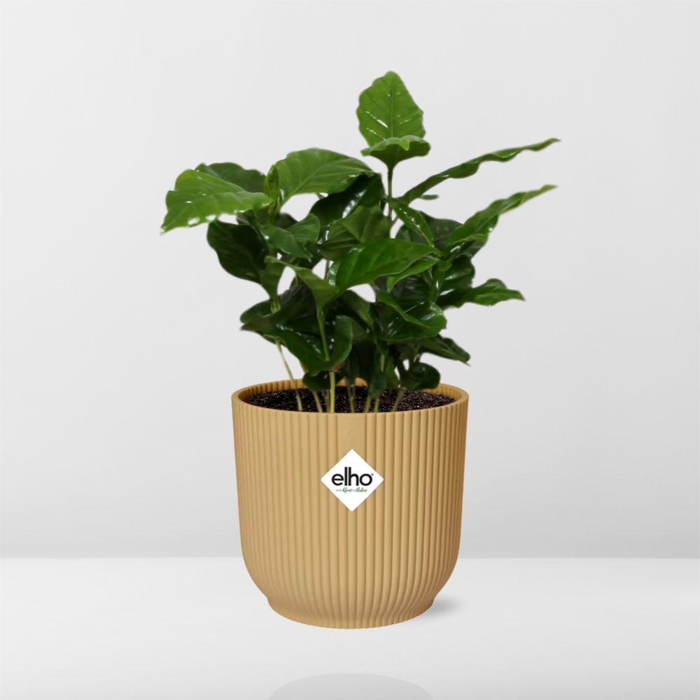 Café Arabica ELHO Vibes Fold 14cm jaune
