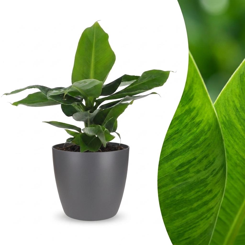 Musa Oriental Dwarf - Dwergbanaan -  met Potter Grijs - Pot 12cm - Hoogte - 30cm