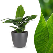 Musa Oriental Dwarf - Dwergbanaan -  met Potter Grijs - Pot 12cm - Hoogte - 30cm