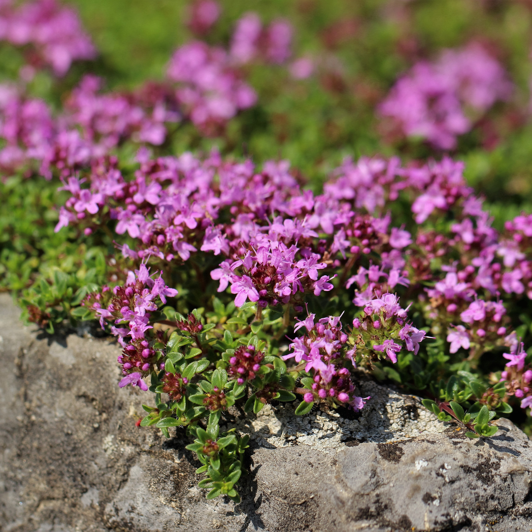 6x Thymus praecox 'Coccineus' - ↕10-25cm - Ø9cm