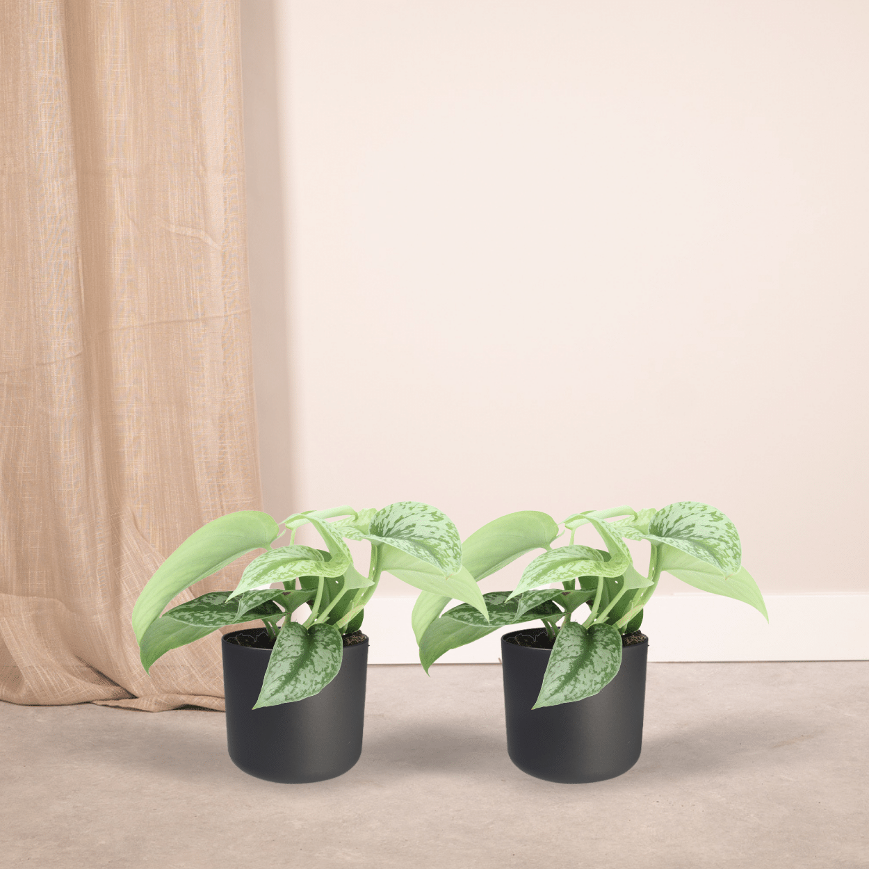 Scindapsus Pictus Trebie (Epipremnum) - 2 pièces - Ø12cm - ↕15cm