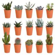 Mix di cactus e piante grasse 5,5 cm | 15 pezzi - in vaso di terracotta