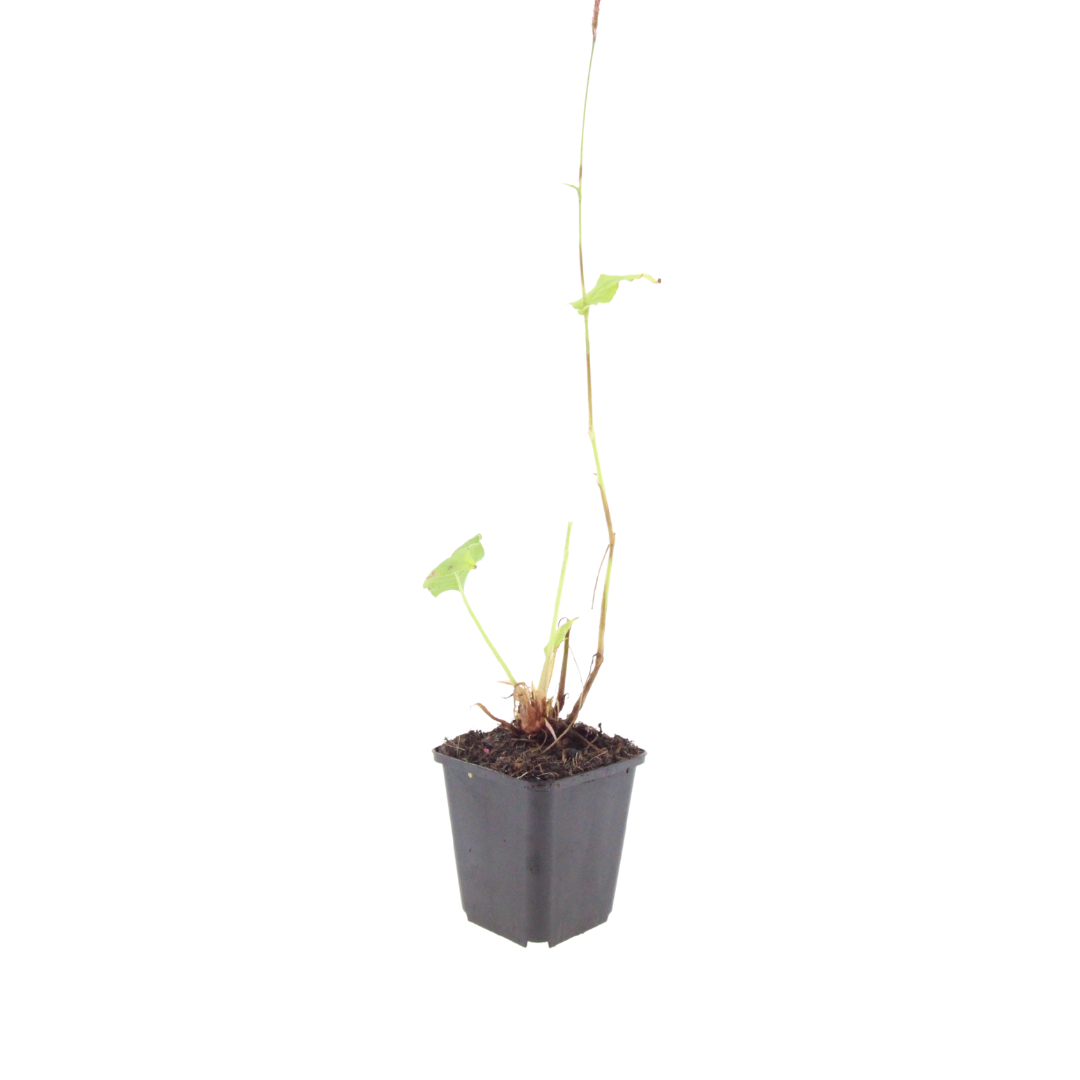 12x Persicaria aff. 'Superba' - ↕10-25cm - Ø9cm