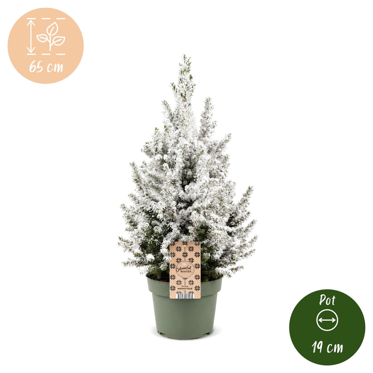 Picea glauca Conica - Kegelspar - Groen - Wit - Kerstboom - Ø19cm - ↕65cm