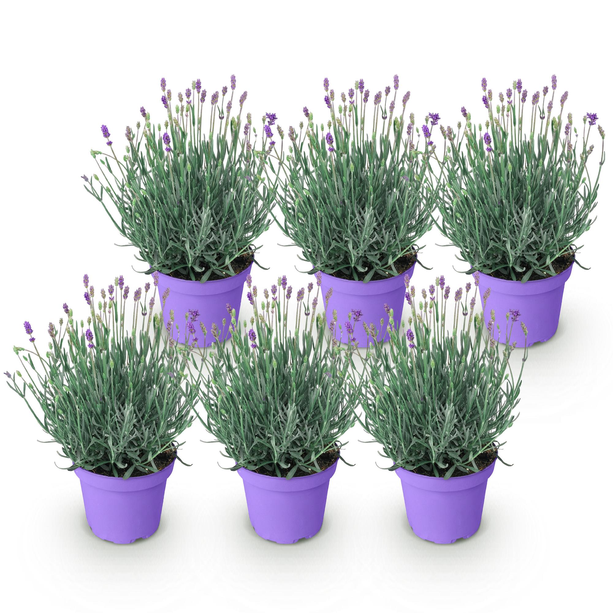 Lavandula angustifolia Munstead - Lavendel - Winterhard - Paars - 6 Planten - Pot 12cm - Hoogte 20-25cm