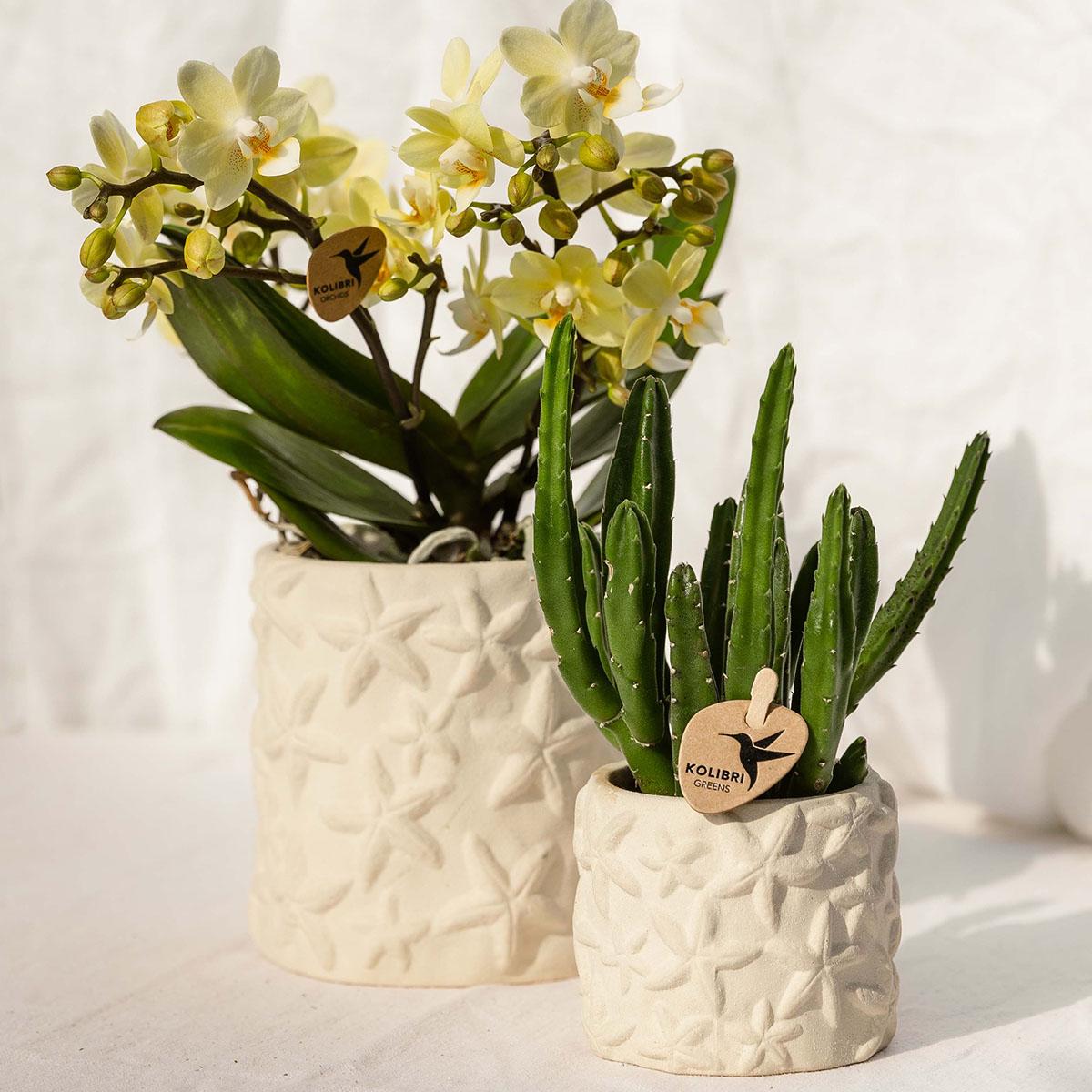 Kolibri Home | Dekorativer Seestern-Übertopf – Cremeweiß – Ø 9 cm