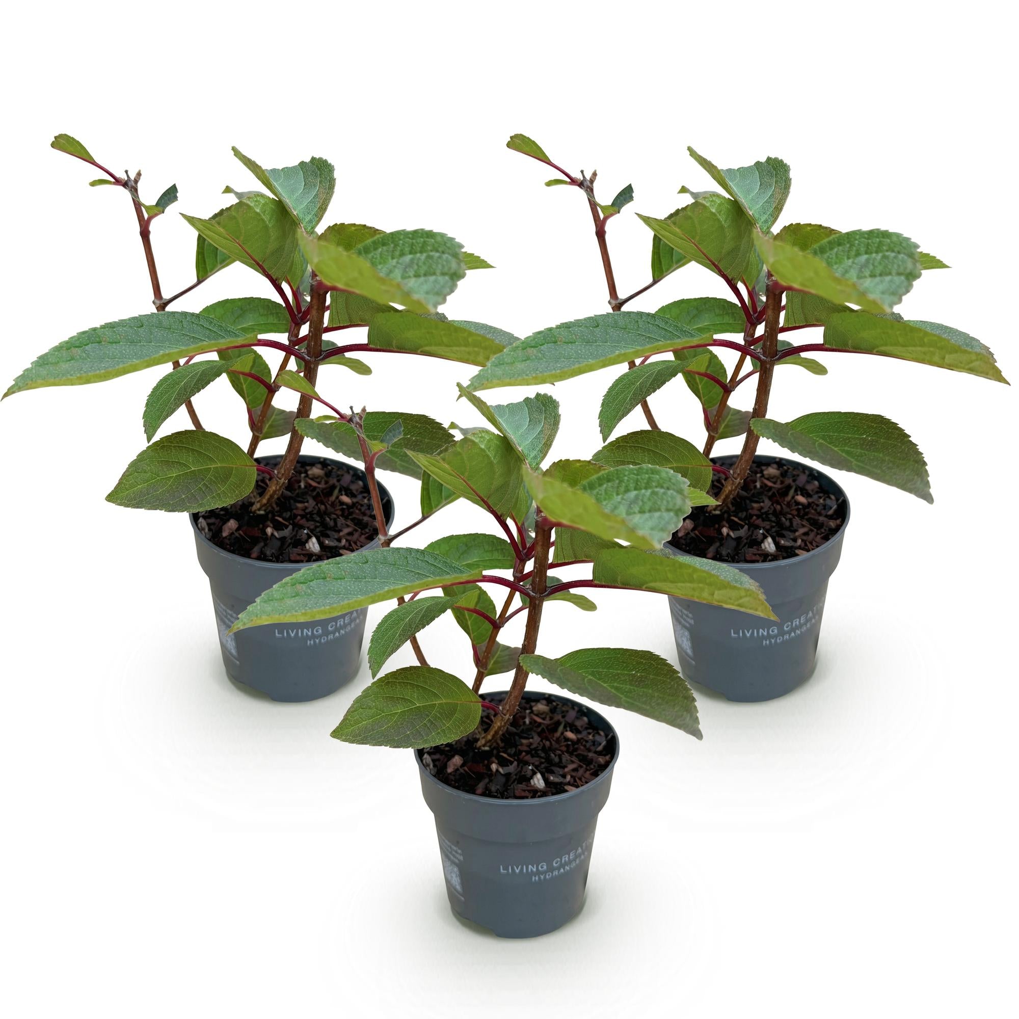 Hydrangea panniculata Living Infinity - Pluimhortensia - Winterhard - Wit - 3 Planten - Pot 12cm - Hoogte Hoogte 20-30cm
