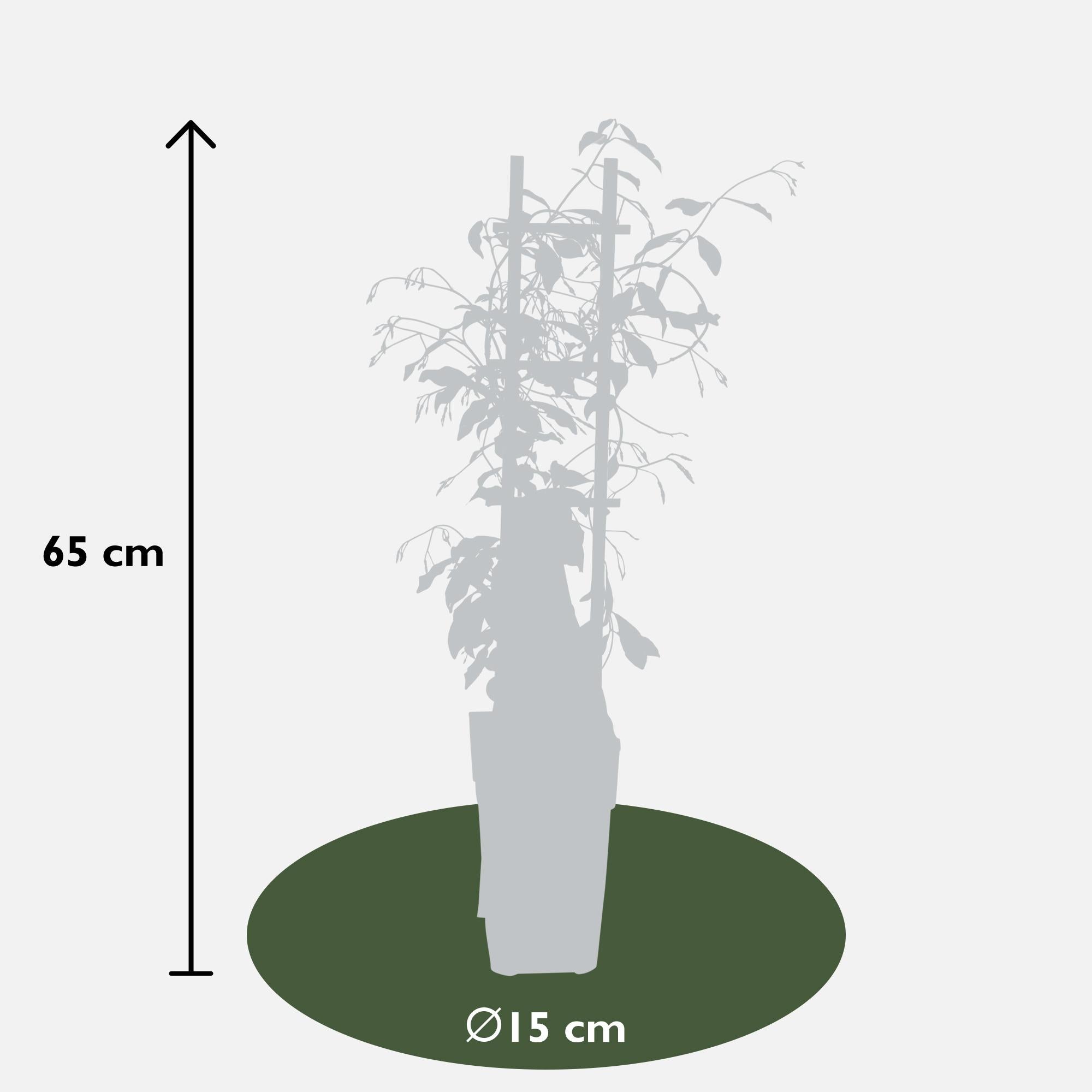 3x - Mélange de Trachelospermum - ↨65cm - Ø15