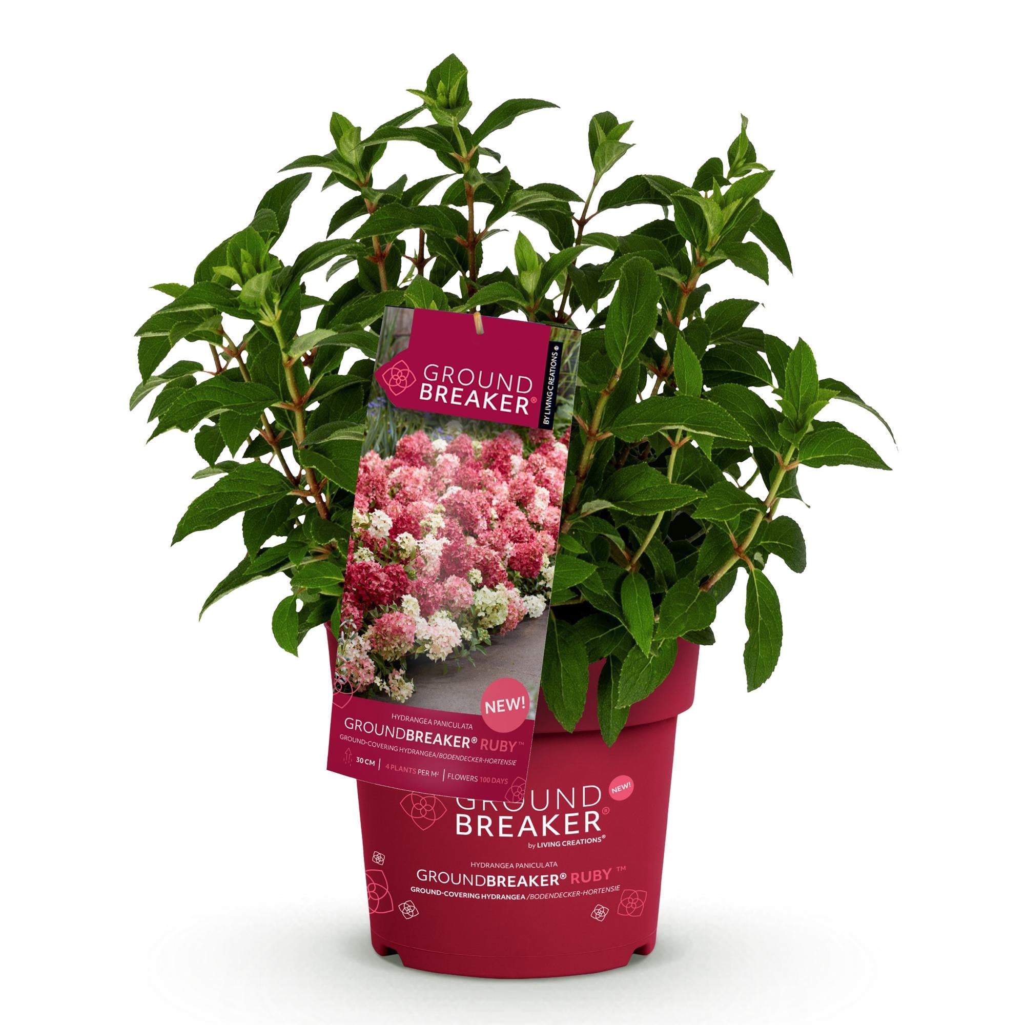 Hydrangea panniculata Groundbreaker Ruby - Pluimhortensia - Winterhard - Rood - 1 Plant - Pot 14cm - Hoogte 20-25cm