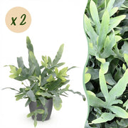 Phlebodium aureum Blue Star - Blauwe Varen - Blauw - 2 Planten - met Potter Grijs - Pot 12cm - Hoogte 25cm